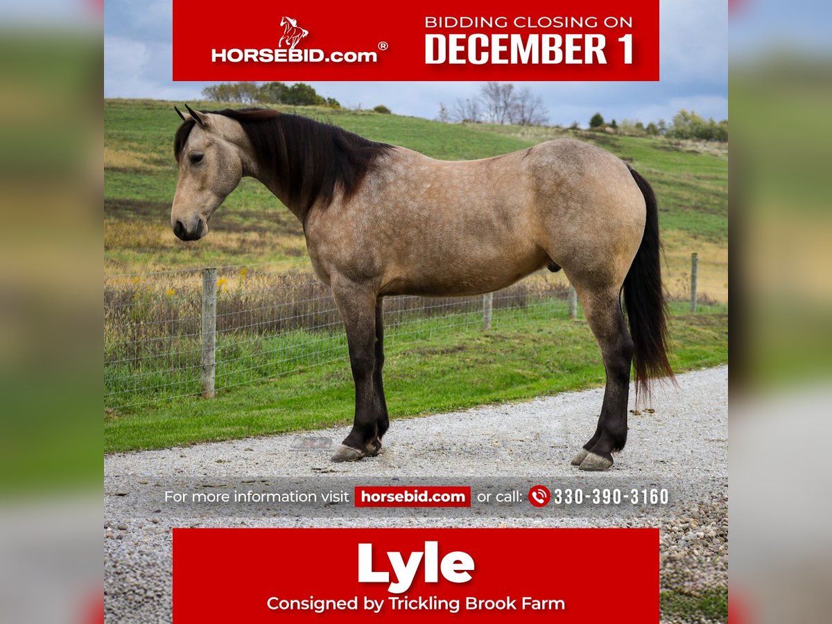 Friesian horses Mix Gelding 4 years 15,2 hh Buckskin in Sugarcreek