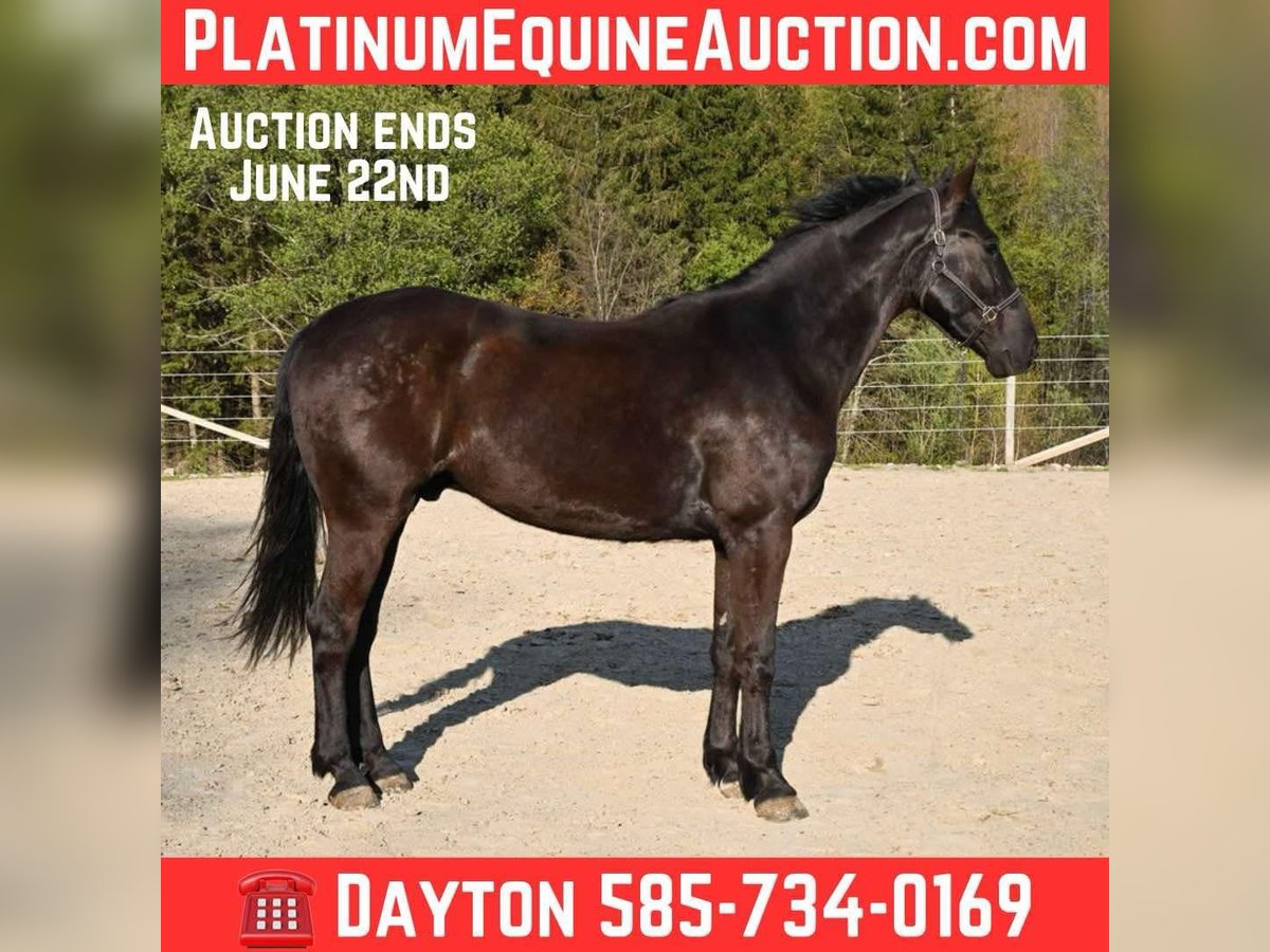 Friesian horses Gelding 4 years 15,3 hh Black in Warsaw KY