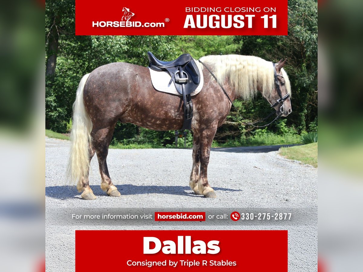 Friesian horses Mix Gelding 4 years 16,1 hh in Millersburg, OH