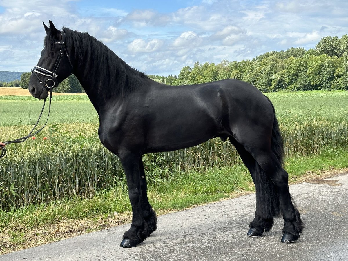 Friesian horses Gelding 4 years 16,2 hh Black in Riedlingen