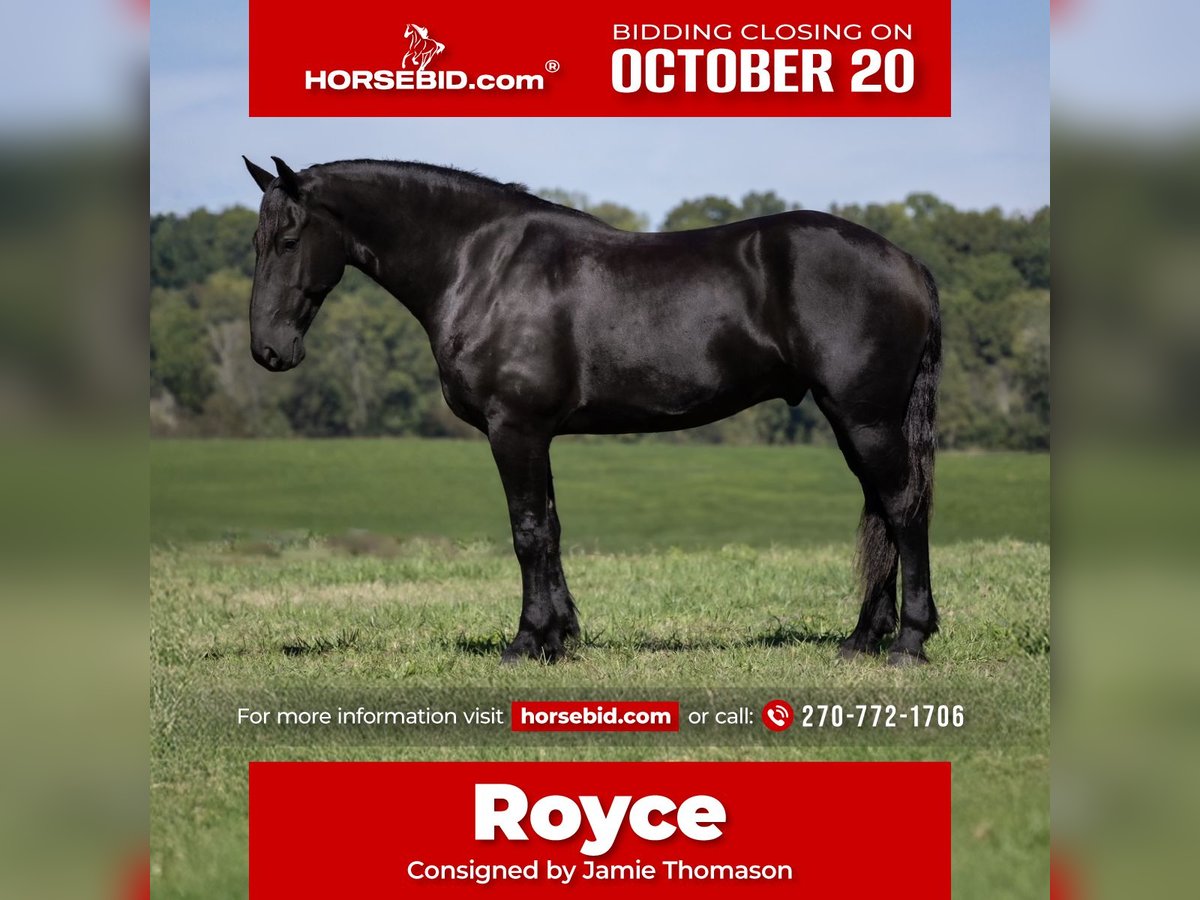 Friesian horses Mix Gelding 4 years 16,3 hh Black in Auburn, KY