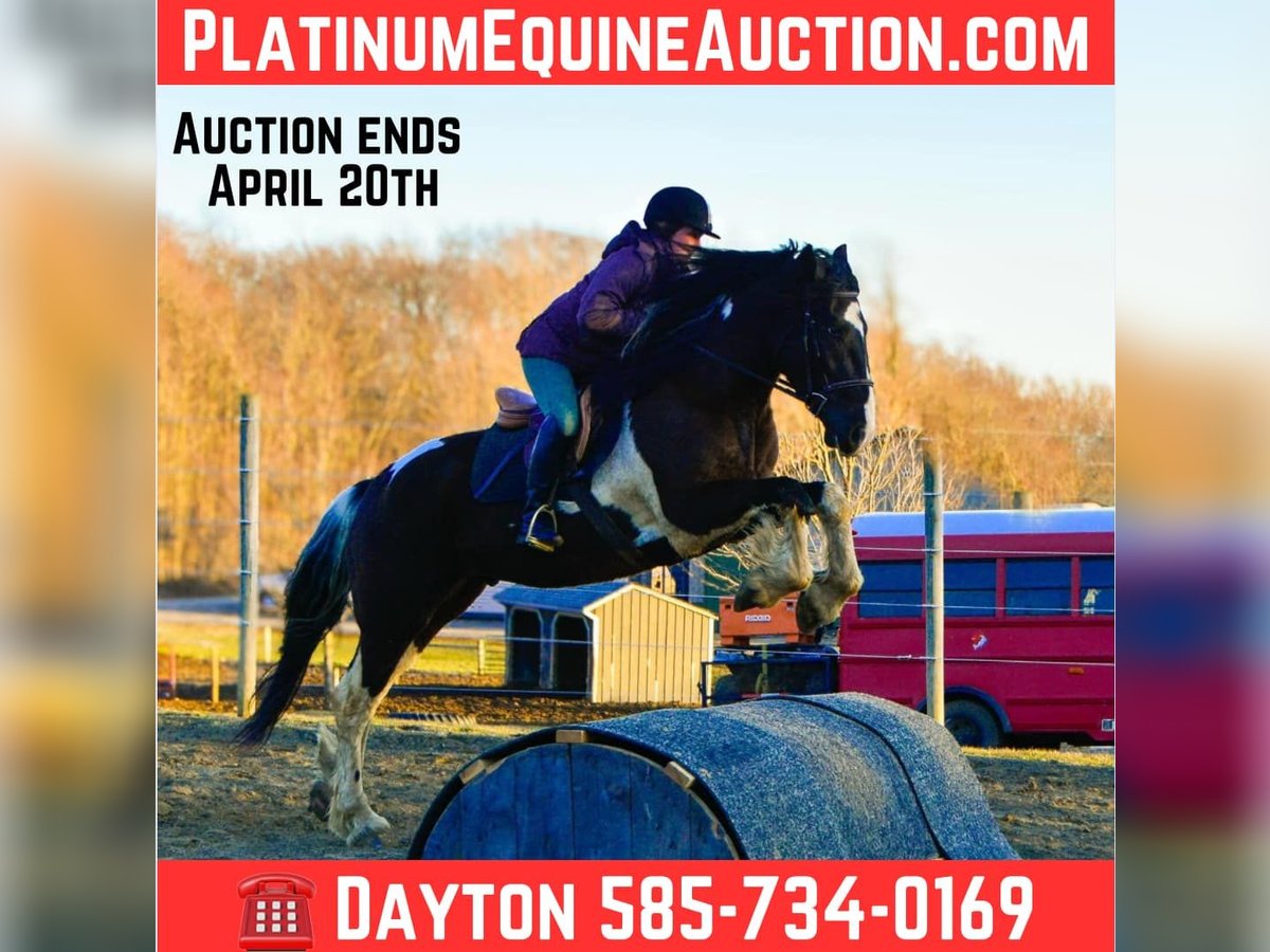 Friesian horses Gelding 4 years 16,3 hh Tobiano-all-colors in Warsaw NY