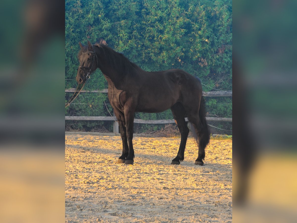 Friesian horses Mix Gelding 4 years 16 hh Black in Ptuj