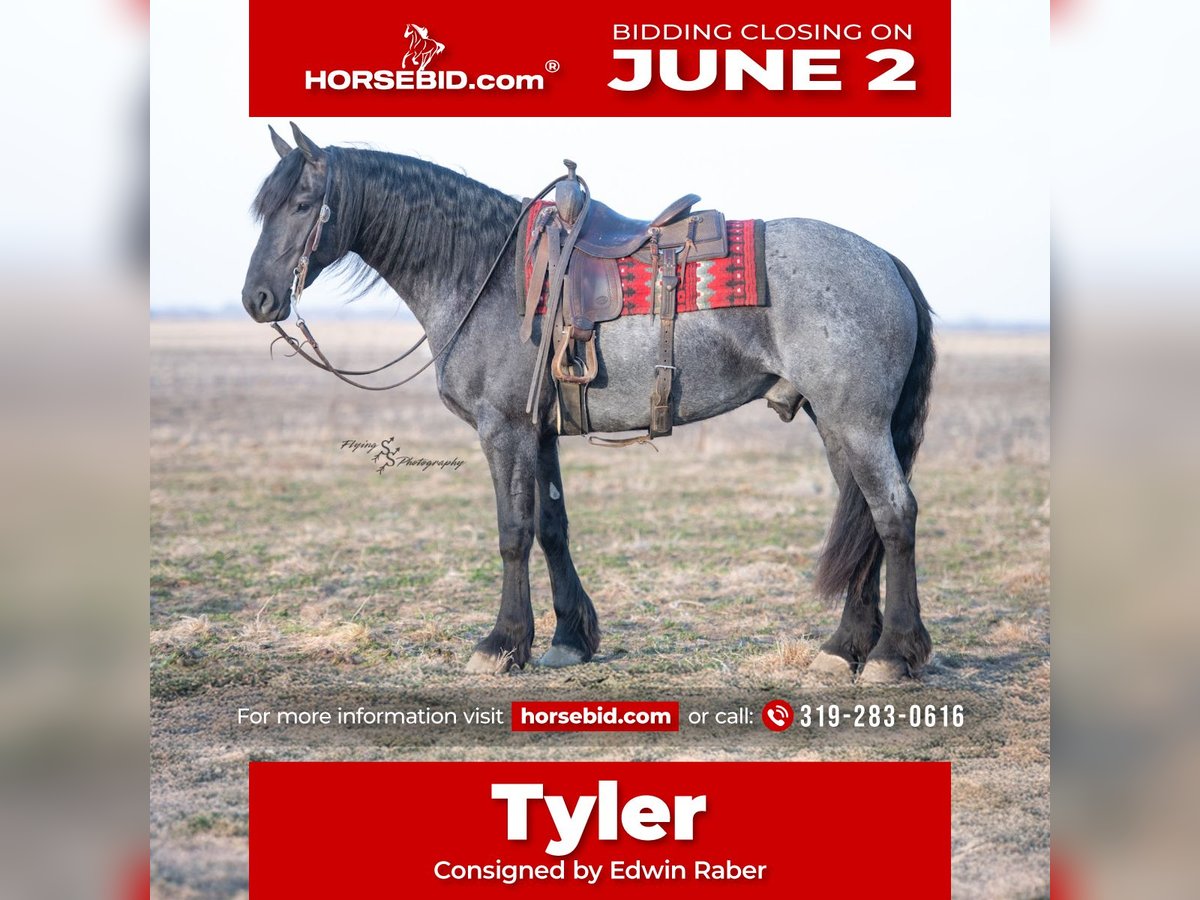 Friesian horses Gelding 4 years 16 hh Roan-Blue in Fairbank, IA