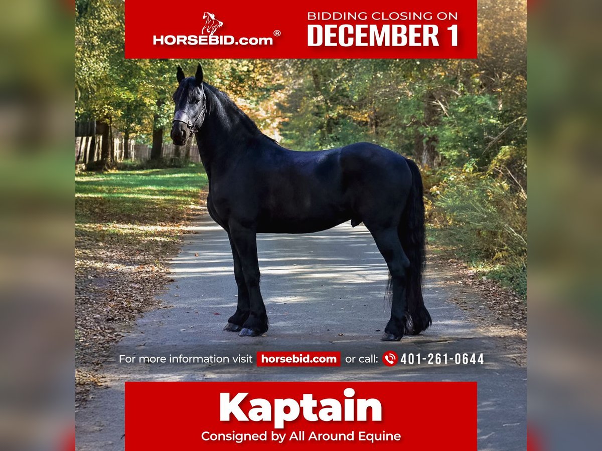 Friesian horses Gelding 4 years 16,2 hh Black in Rochester