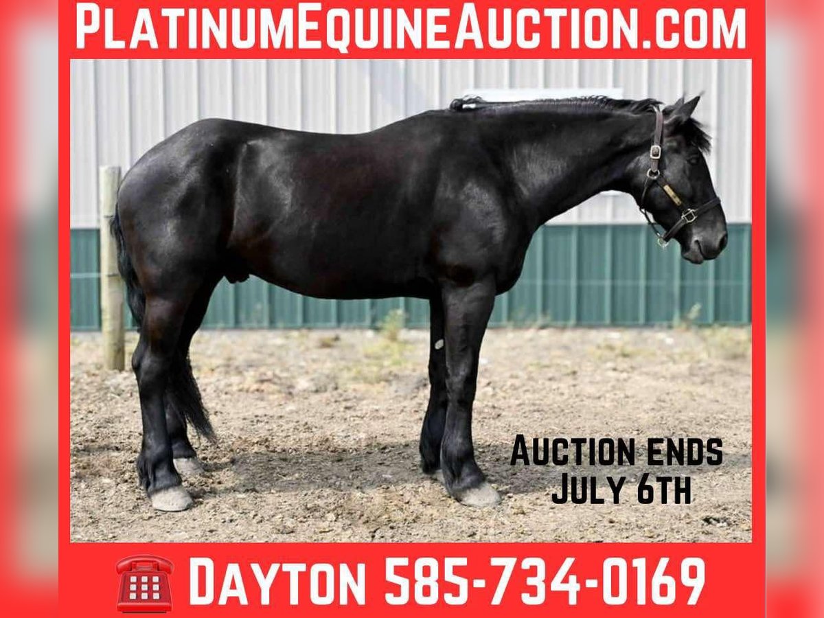 Friesian horses Gelding 4 years 16,2 hh Black in Warsaw, NY
