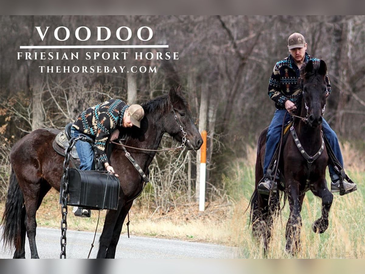 Friesian horses Gelding 4 years 16,2 hh Black in Hardin, KY