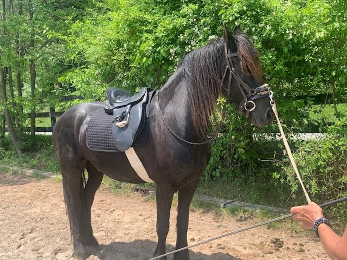 Friesian horses Gelding 4 years Bay-Dark in Los Angeles