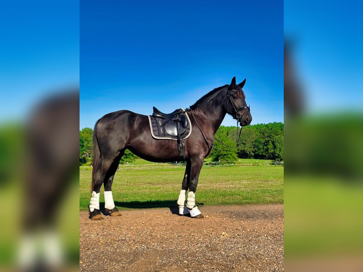 Friesian horses Gelding 4 years Black in Texarkana TX