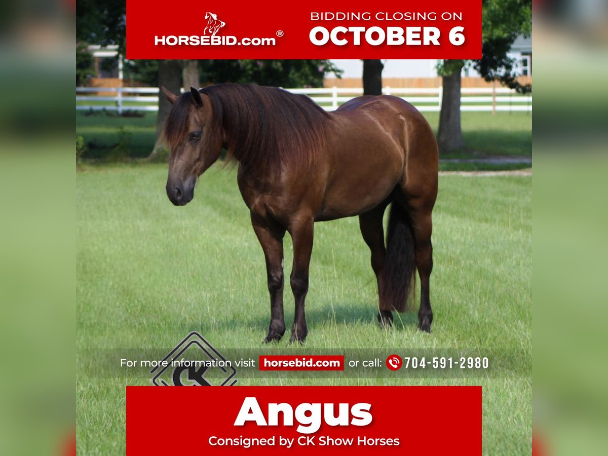 Friesian horses Mix Gelding 5 years 14 hh Black in Selma