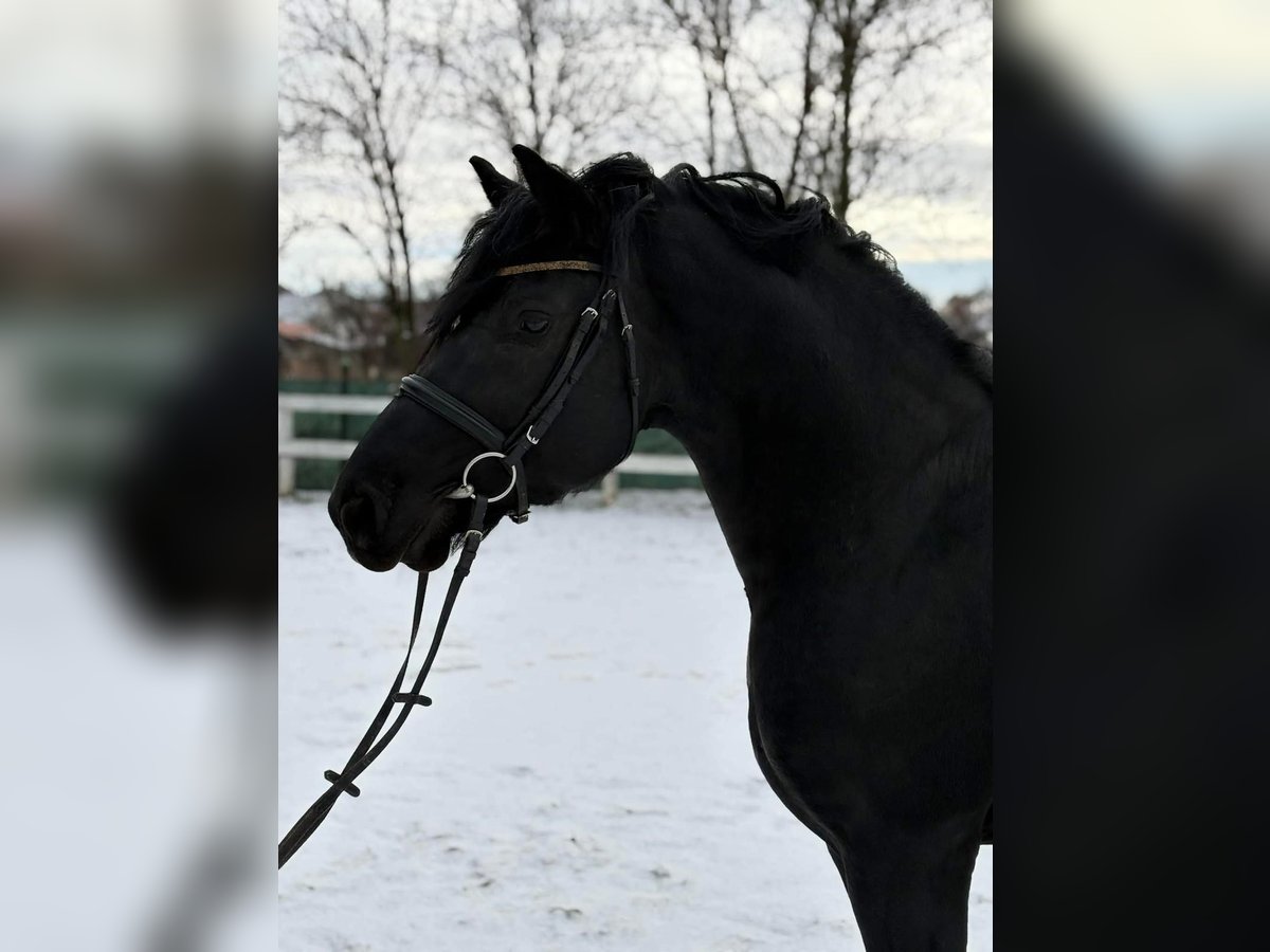 Friesian horses Gelding 5 years 15,1 hh Black in Burgerland