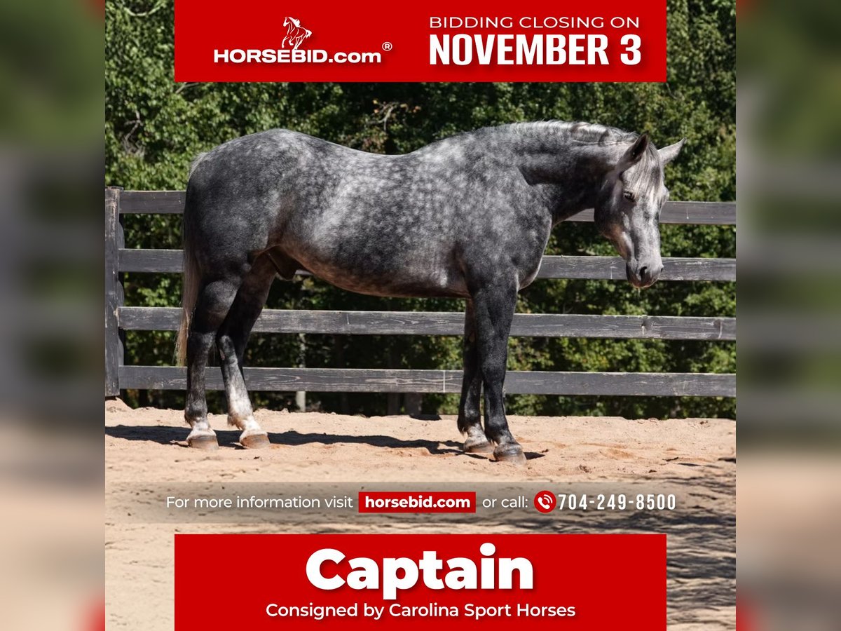 Friesian horses Mix Gelding 5 years 15,2 hh Grey in Clover