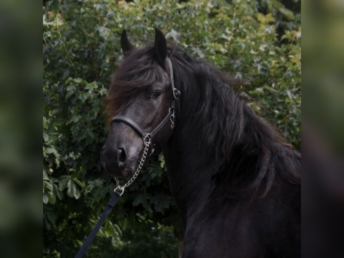 Friesian horses Gelding 5 years 15,3 hh Black in Halsenbach