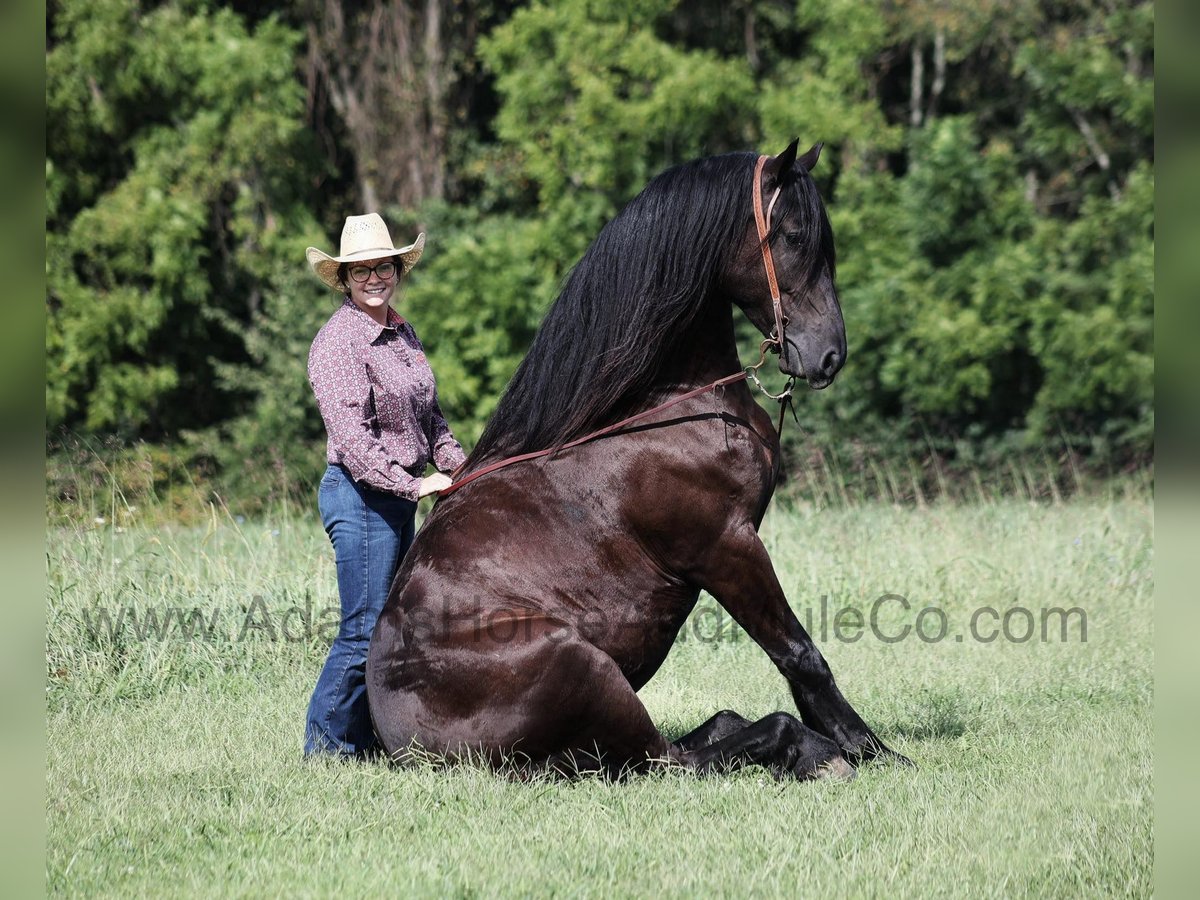 Friesian horses Gelding 5 years 15,3 hh Black in Mount Vernon