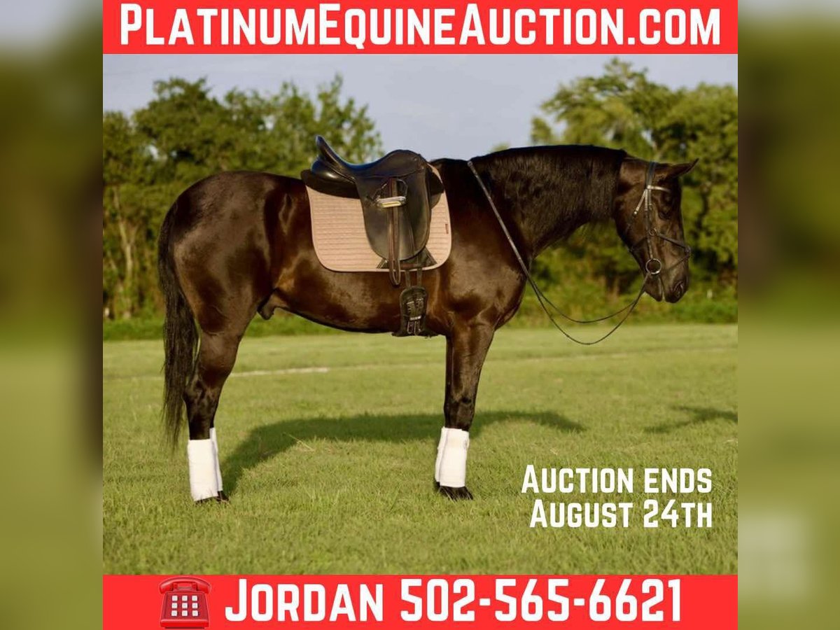 Friesian horses Gelding 5 years 15,3 hh Black in Waco TX