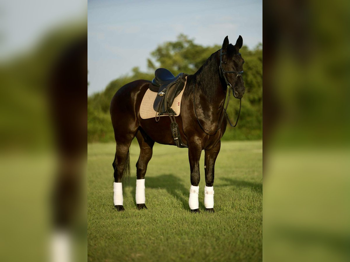 Friesian horses Gelding 5 years 15 hh Black in Austin Texas