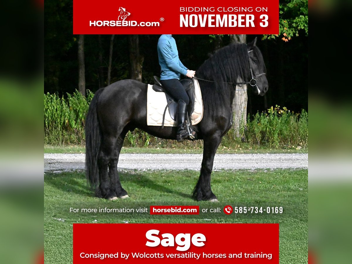 Friesian horses Mix Gelding 5 years 15 hh Black in Warsaw Friesian horses Mix Gelding 5 years 15 hh Black in Warsaw