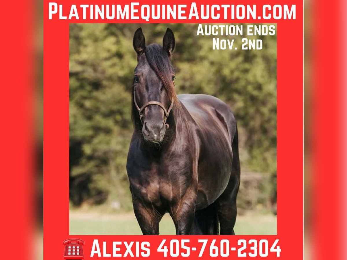Friesian horses Gelding 5 years 15 hh Black in McLoud OK