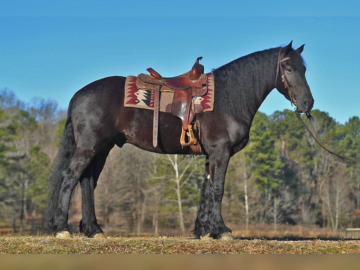 Friesian horses Gelding 5 years 15 hh Brown in Los Angeles