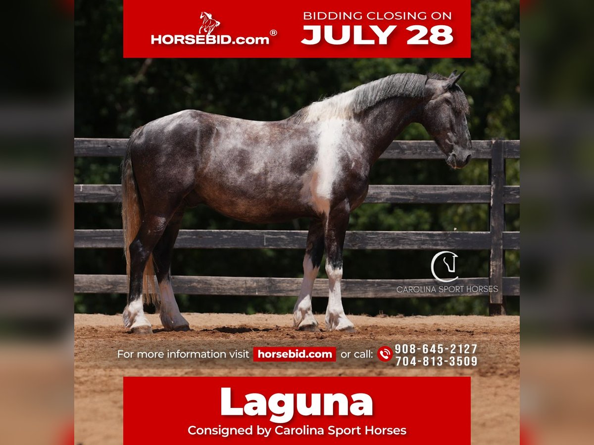 Friesian horses Gelding 5 years 15,1 hh in Clover, SC