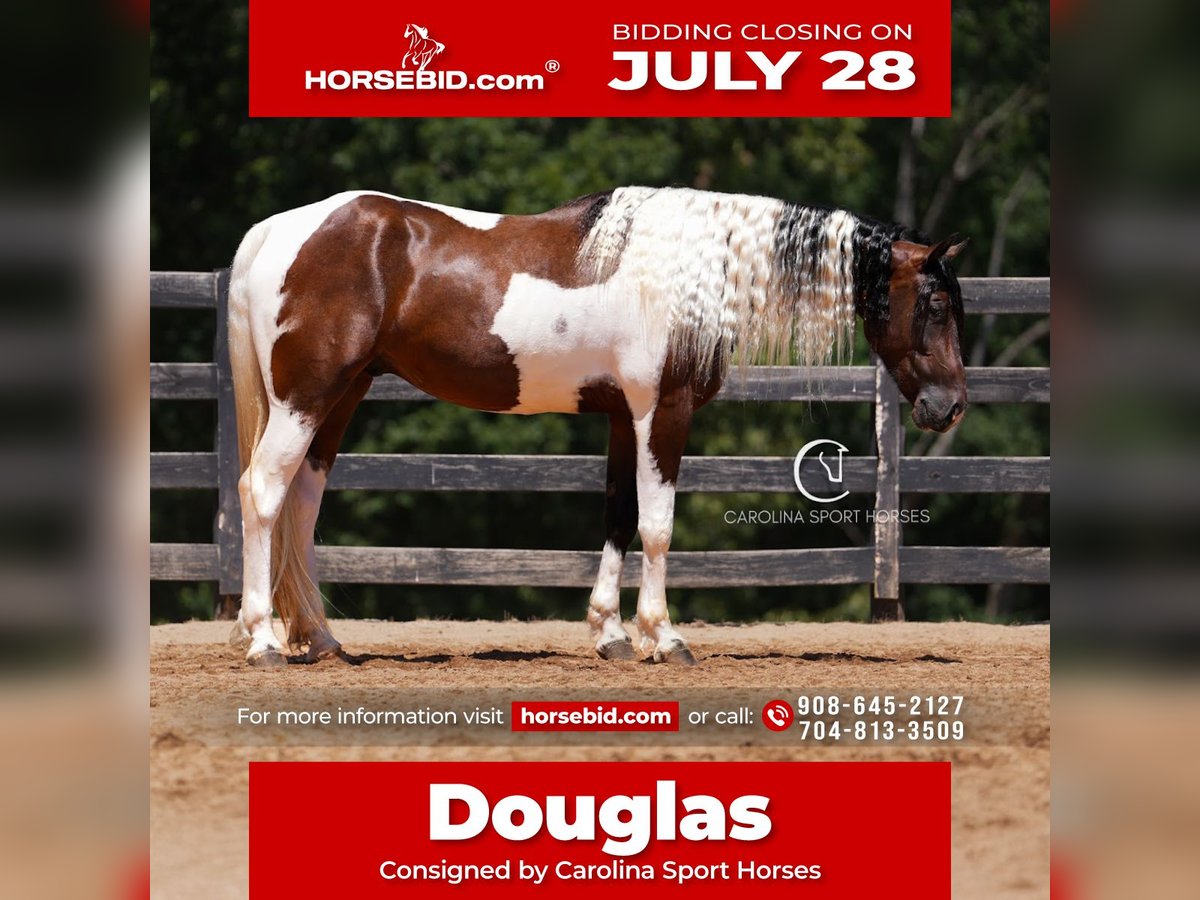 Friesian horses Mix Gelding 5 years 15,2 hh in Clover, SC