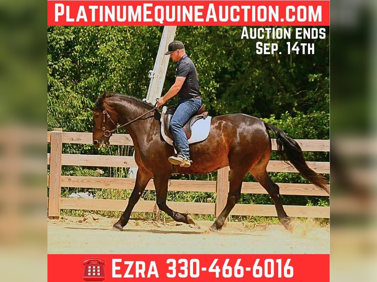 Friesian horses Gelding 5 years 15,3 hh Bay in Wooster Oh