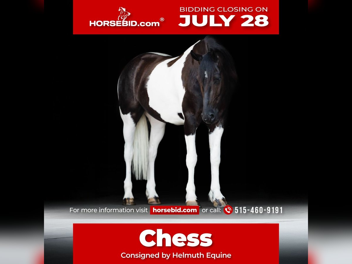 Friesian horses Gelding 5 years 15,3 hh in Ames, IA