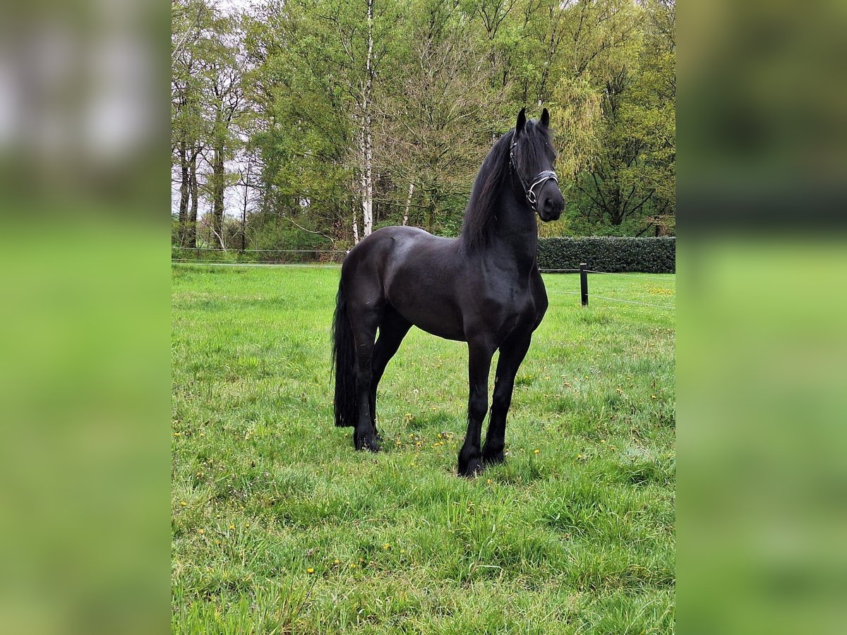 Friesian horses Gelding 5 years 16,1 hh Black in Dalen