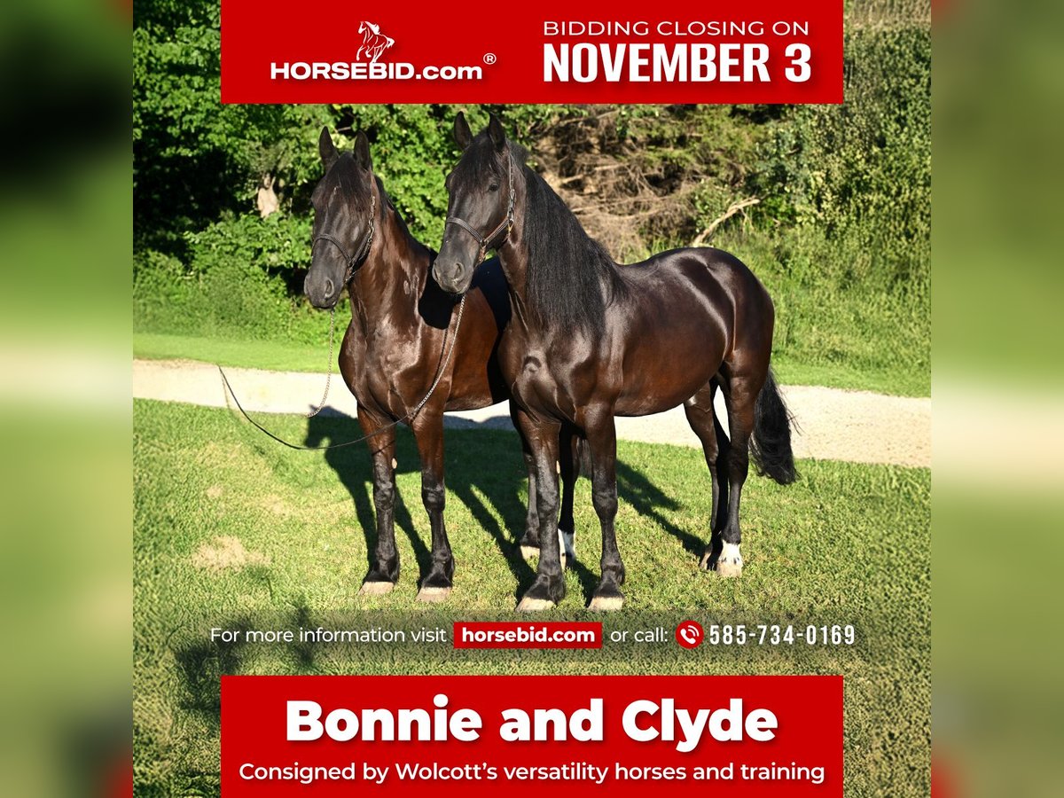 Friesian horses Gelding 5 years 16,3 hh Black in Warsaw