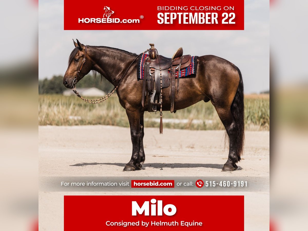 Friesian horses Mix Gelding 5 years 16 hh Bay in Ames