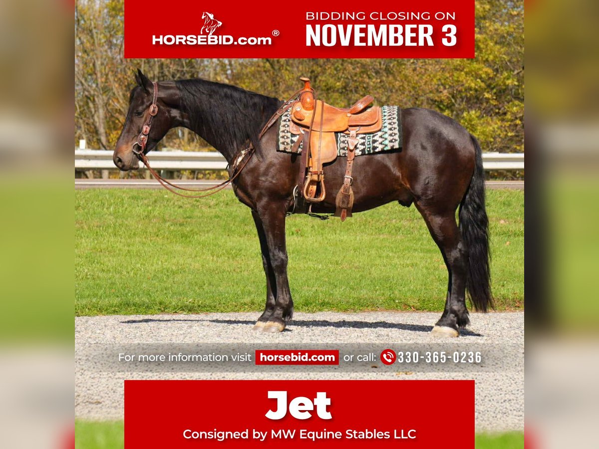 Friesian horses Gelding 5 years 16 hh Bay in Fresno Friesian horses Gelding 5 years 16 hh Bay in Fresno