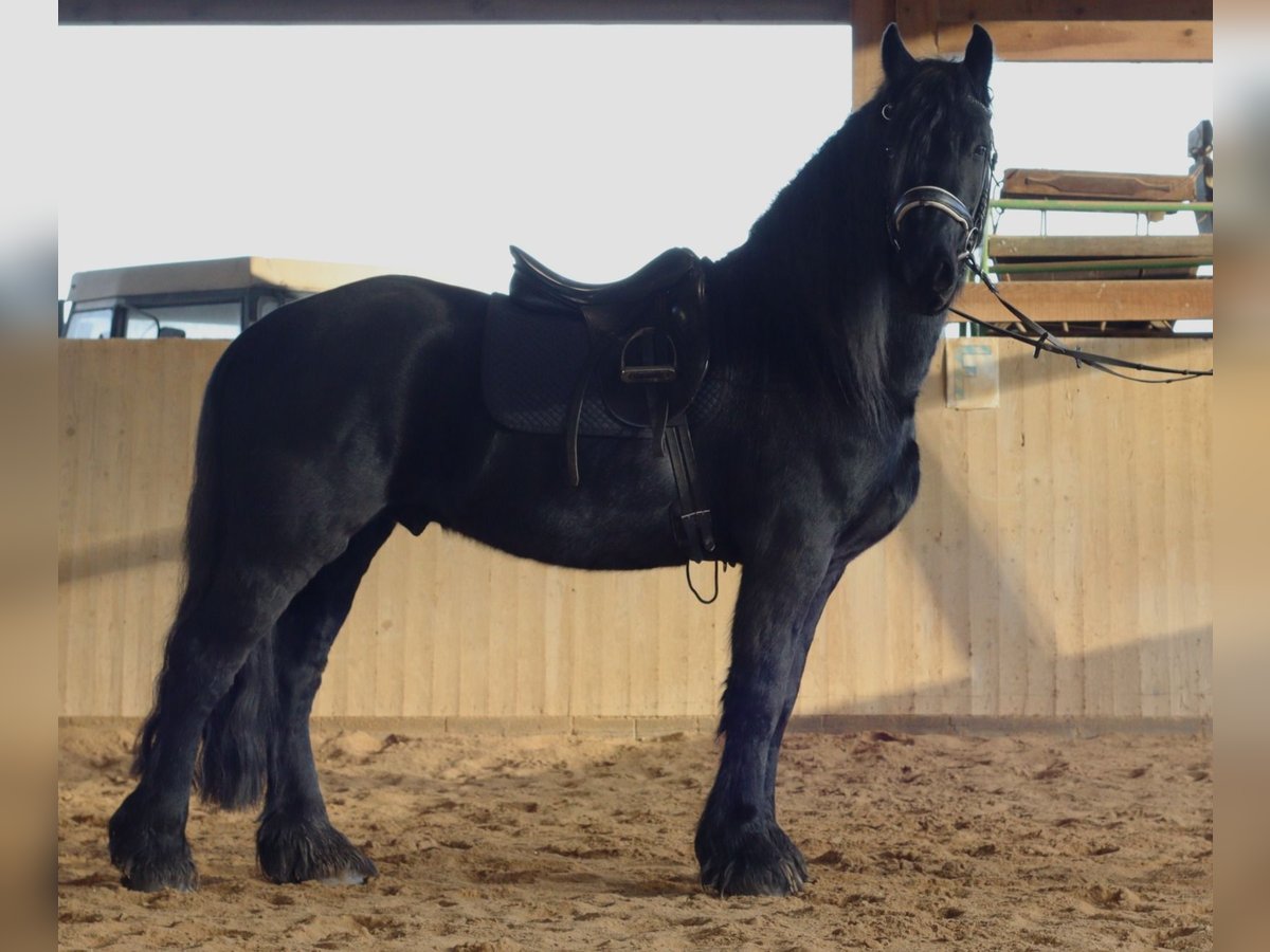 Friesian horses Gelding 5 years 16 hh Black in Rutha