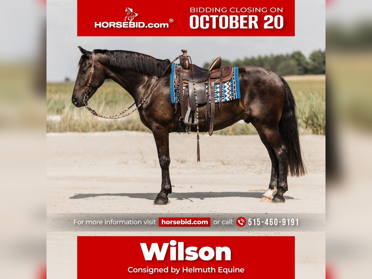 Friesian horses Mix Gelding 5 years 16 hh Black in Ames, IA