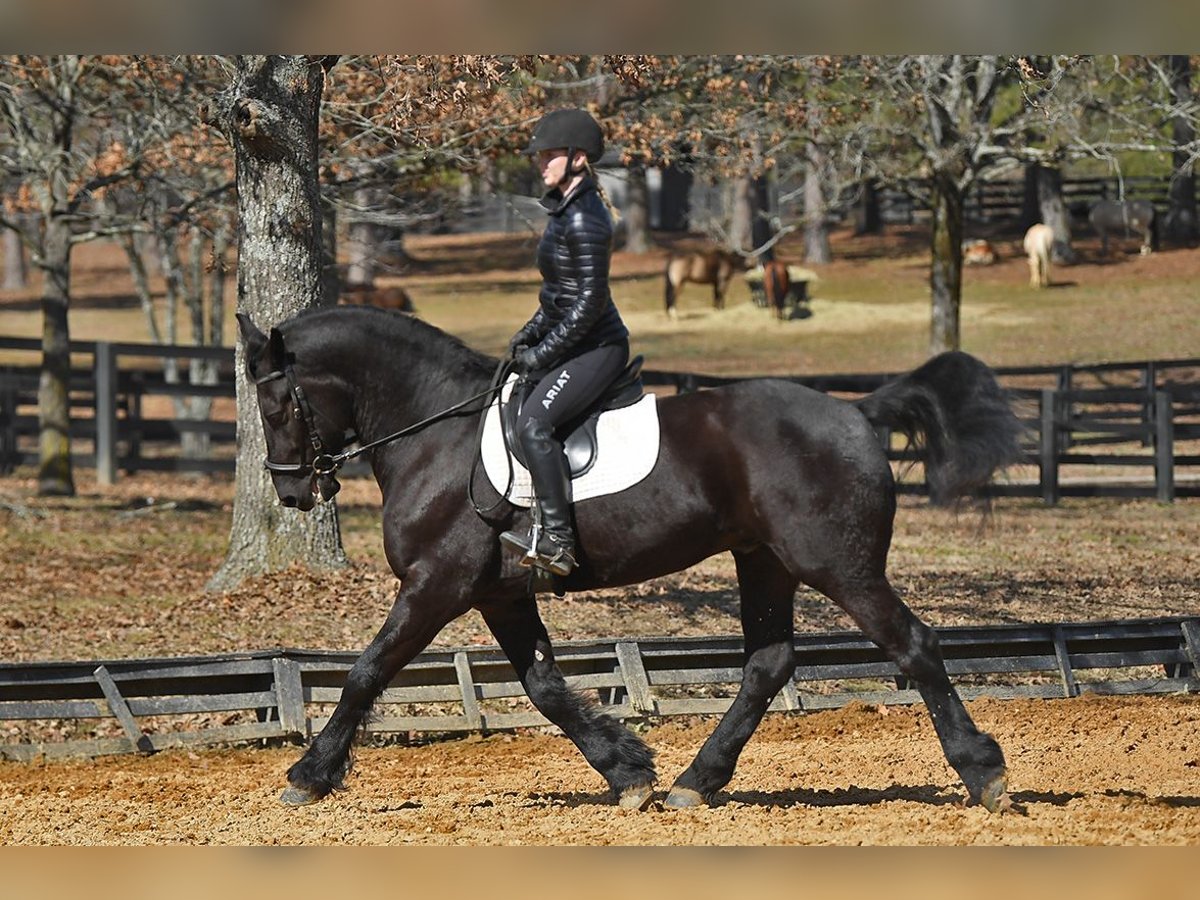 Friesian horses Gelding 5 years 16 hh Smoky-Black in Berlin