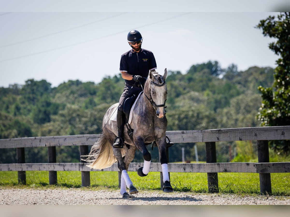 Friesian horses Mix Gelding 5 years Grey in Aiken