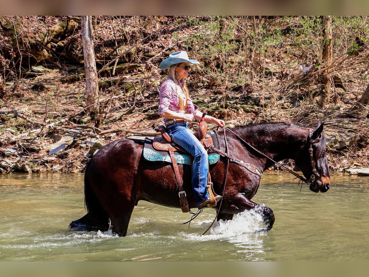 Friesian horses Gelding 5 years in Hillsboro KY