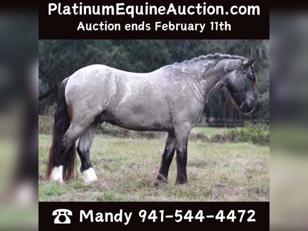 Friesian horses Gelding 6 years 14,1 hh Roan-Blue in Mims FL