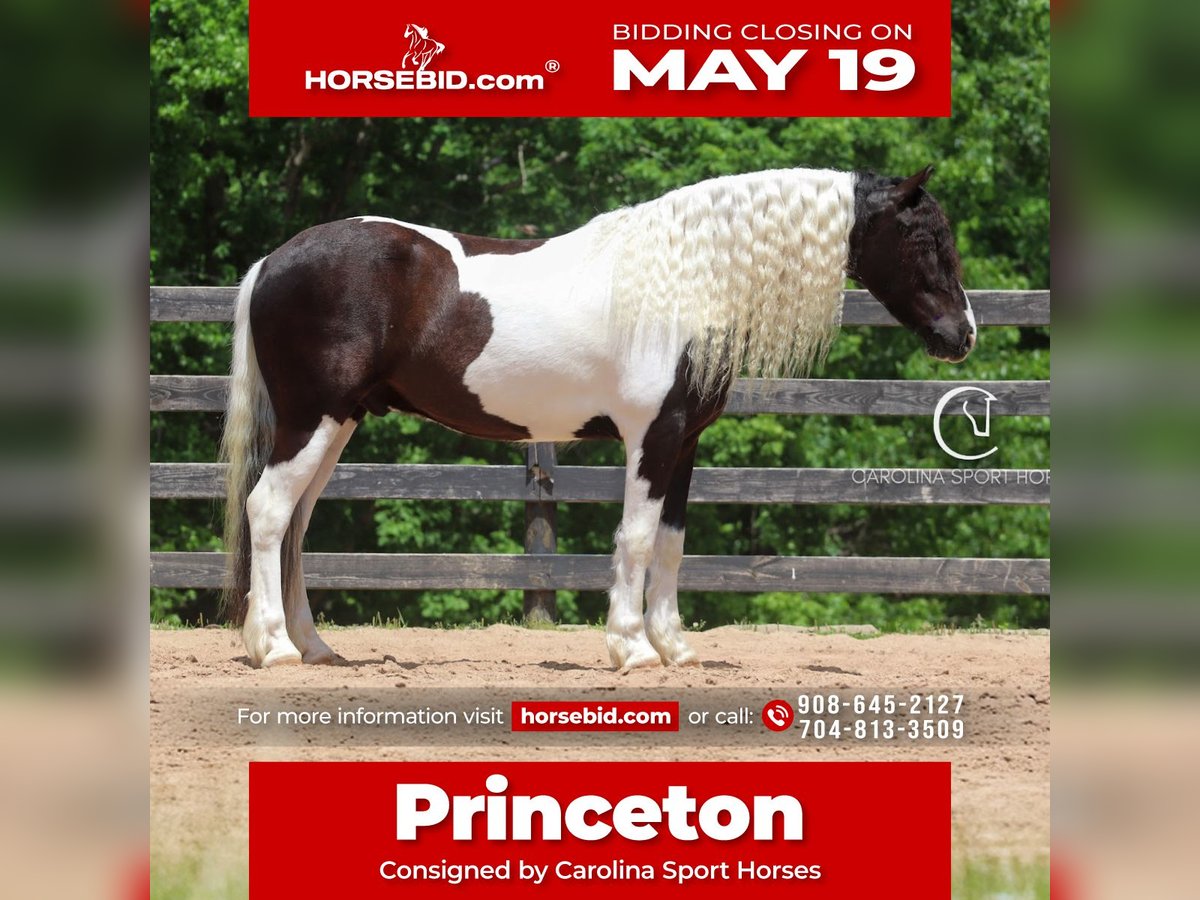 Friesian horses Mix Gelding 6 years 14,3 hh in Clover, SC