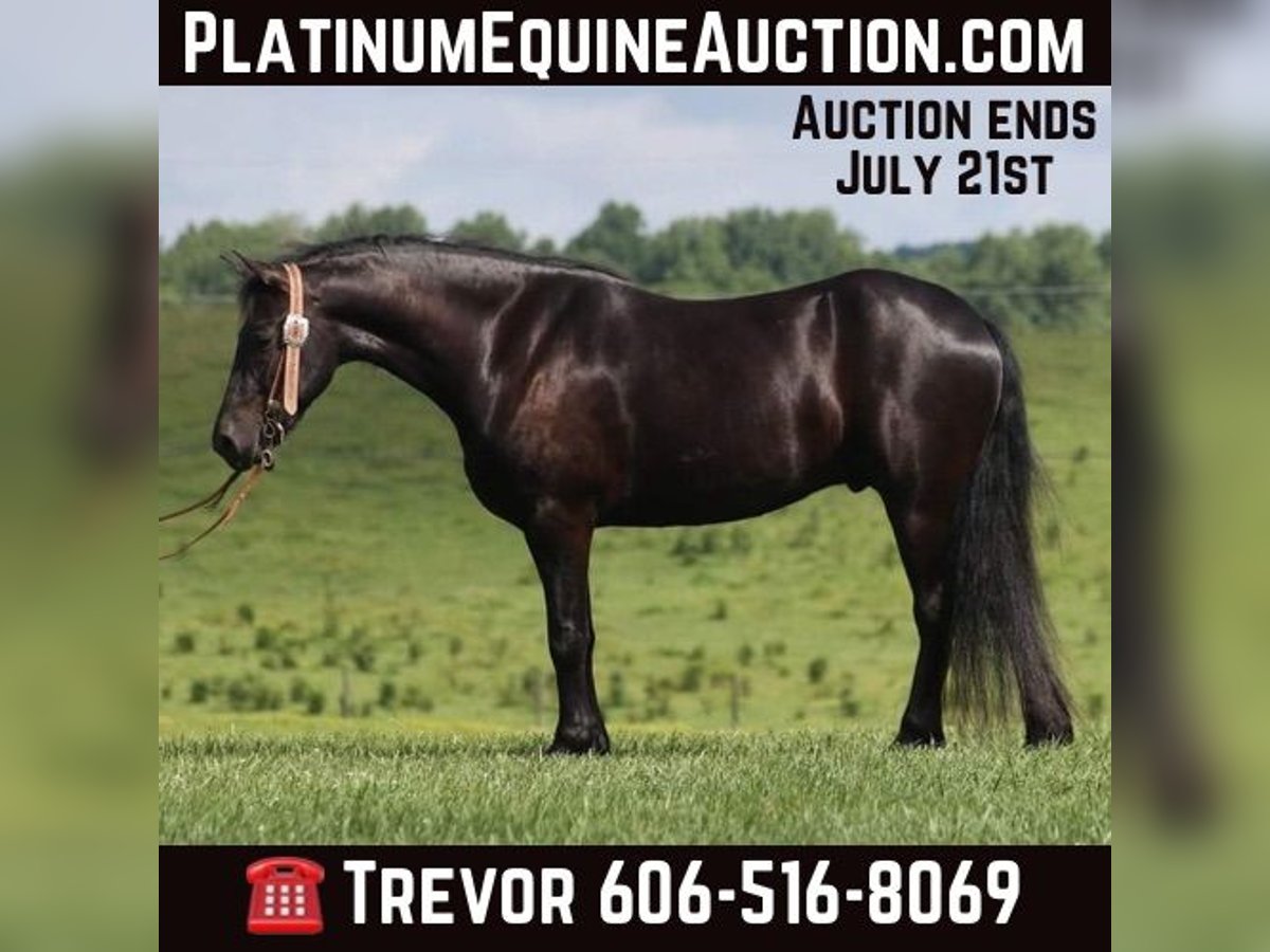 Friesian horses Gelding 6 years 15,1 hh Black in Parkers Lake KY