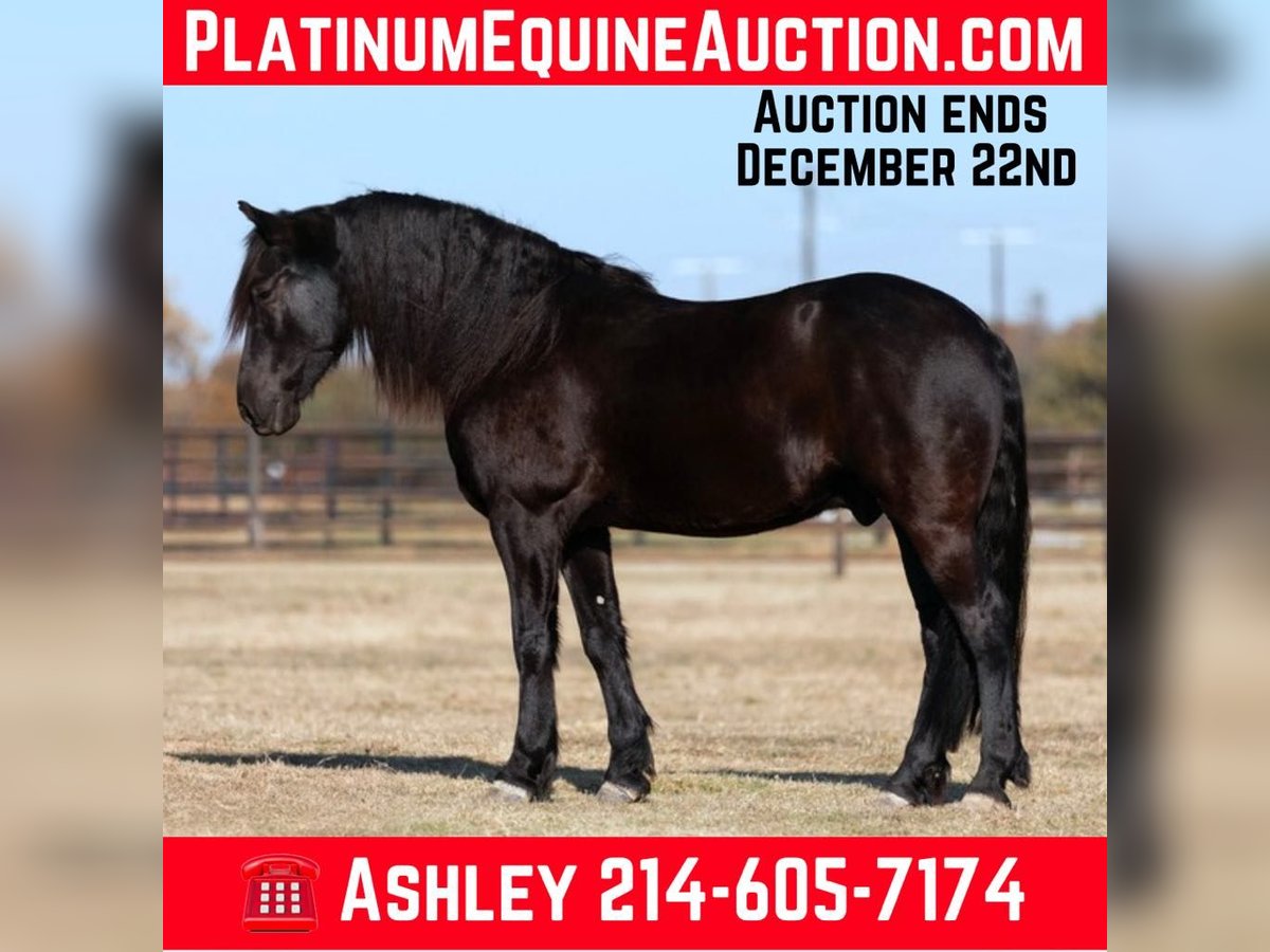 Friesian horses Gelding 6 years 15,2 hh Black in Weatherford TX