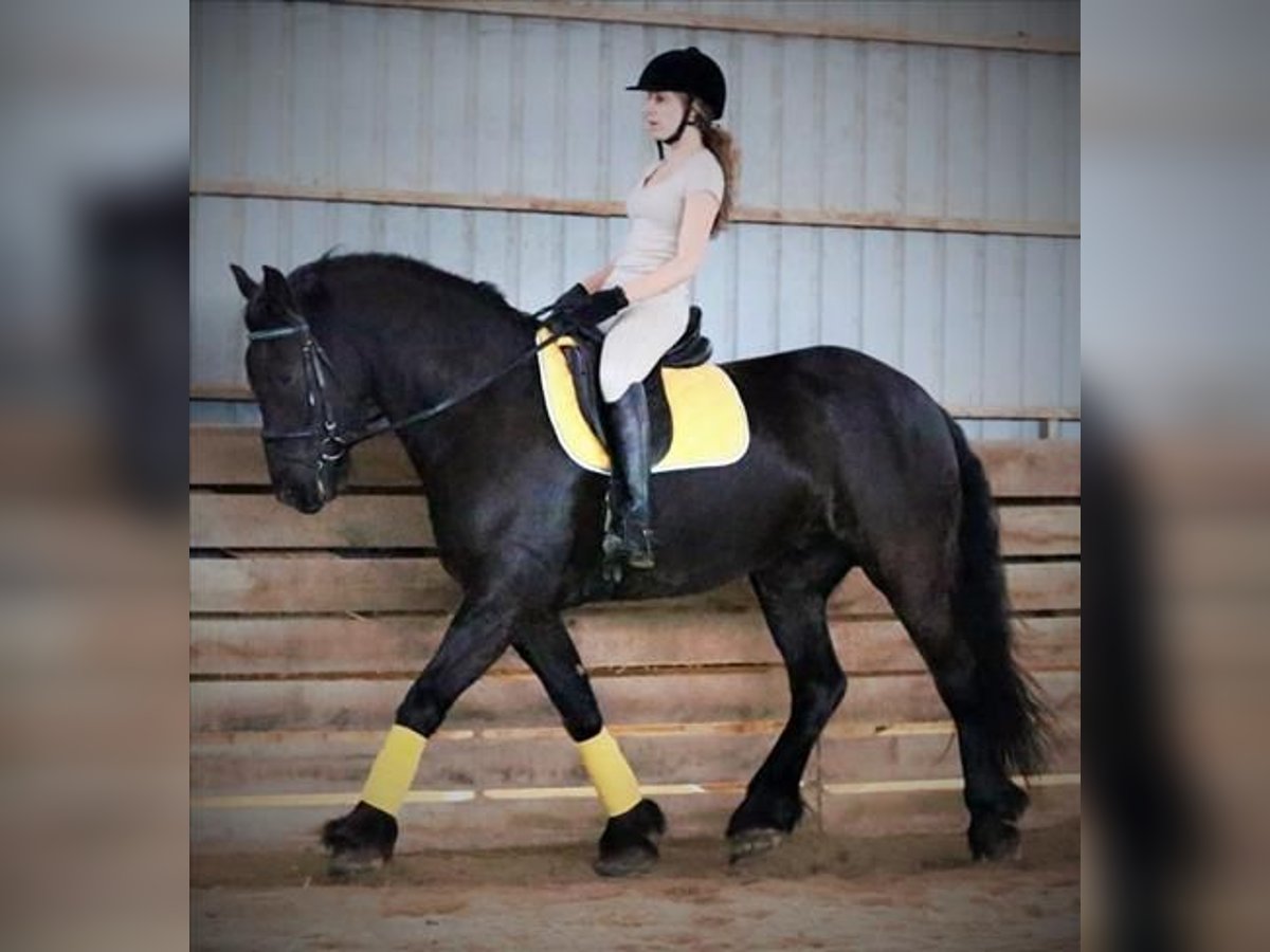 Friesian horses Gelding 6 years 15,2 hh Black in Barcelona