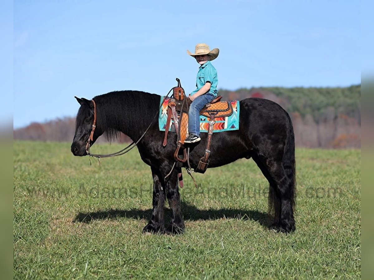 Friesian horses Gelding 6 years 15 hh Black in Mount Vernon