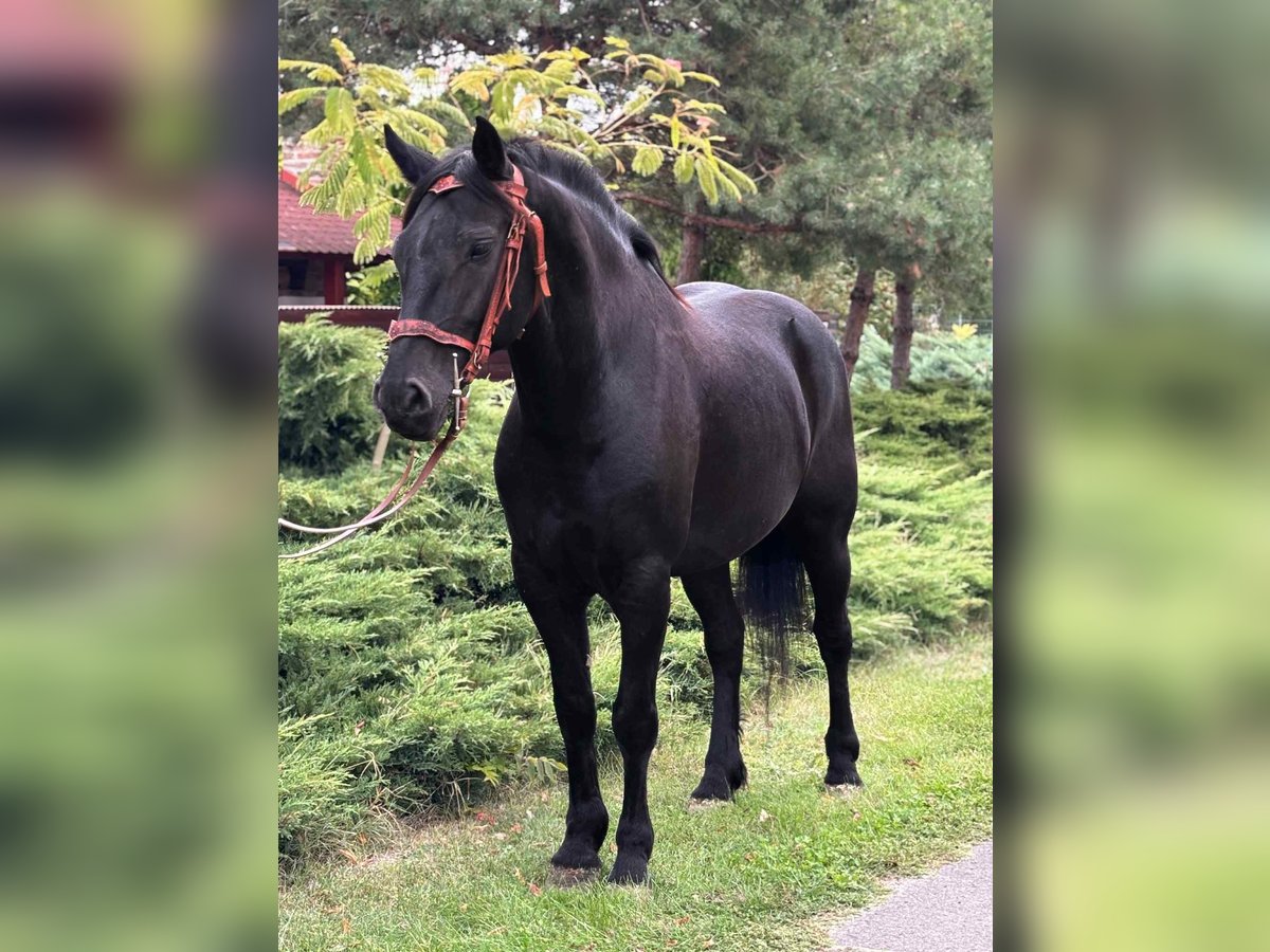 Friesian horses Mix Gelding 6 years 15,1 hh Black in Békés Friesian horses Mix Gelding 6 years 15,1 hh Black in Békés