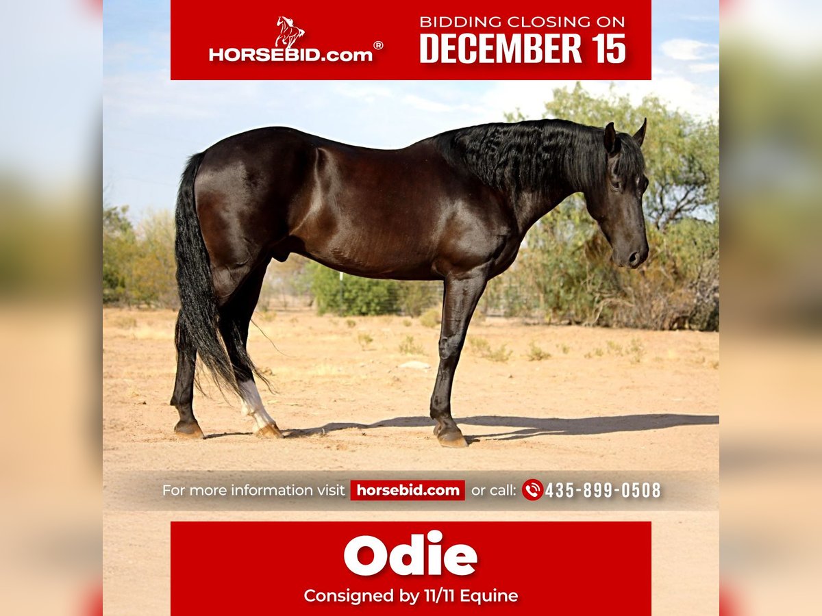 Friesian horses Mix Gelding 6 years 15,1 hh Black in Marana