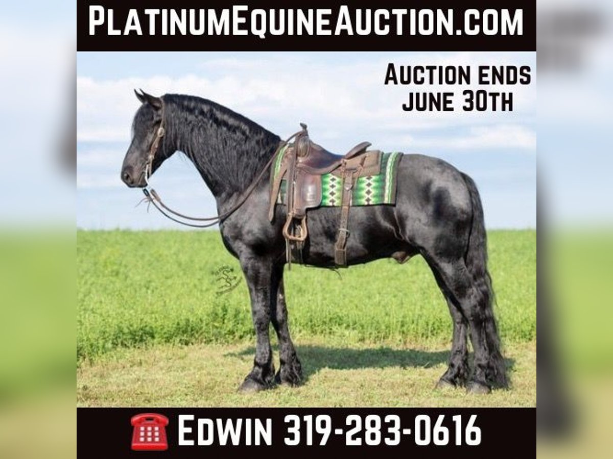 Friesian horses Gelding 6 years 16,1 hh Black in FAIRBANK, IA