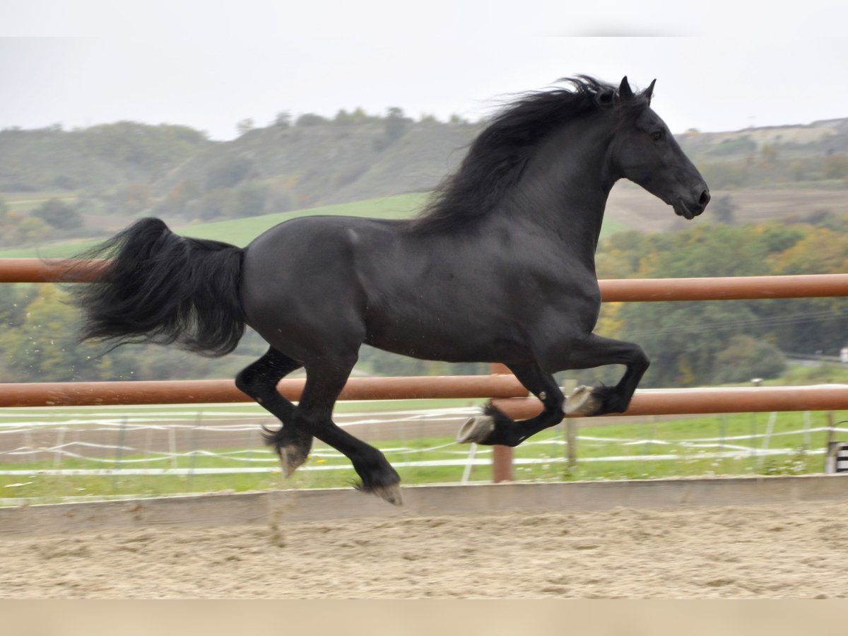 Friesian horses Gelding 6 years 16 hh Black in Ochtendung