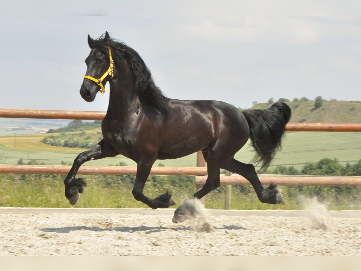 Friesian horses Gelding 6 years 16 hh Black in Ochtendung