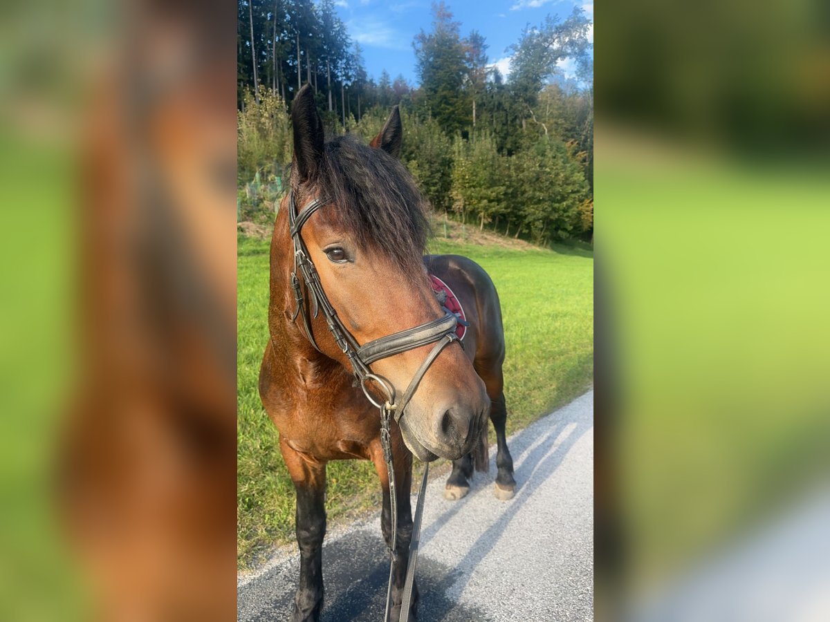 Friesian horses Mix Gelding 6 years 16 hh Brown in K&#xF6;stendorf