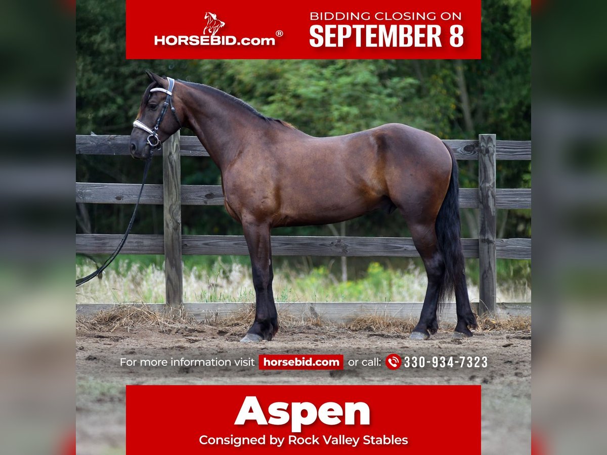 Friesian horses Mix Gelding 6 years 16 hh in Strasburg
