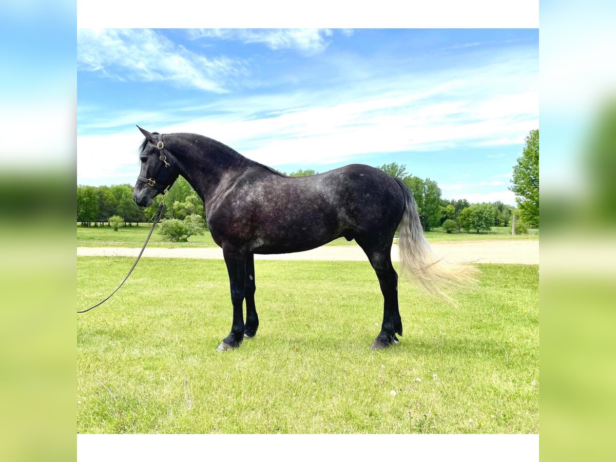 Friesian horses Gelding 7 years 14,3 hh Gray in River Falls Wi